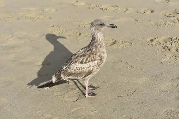 Pretty gray seagull walking around the sandy beach