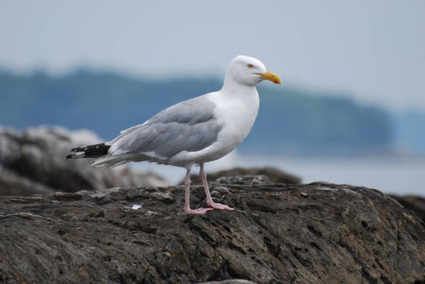 istock Stunning Seagull Bird at the Ocean 1140778264