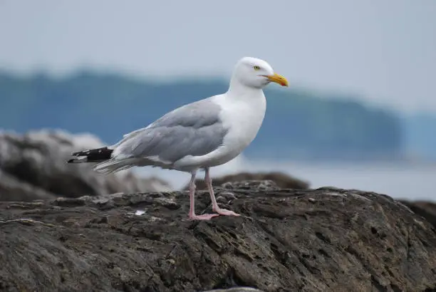 Beautiful seagull standing on a rock in coastal Maine.