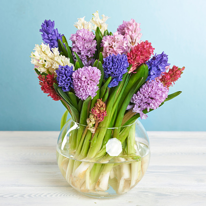 Front view of vibrant flowers to be used as decoration of an indoors area. Yellow daffodils and purple and pink hyacinths are displayed.