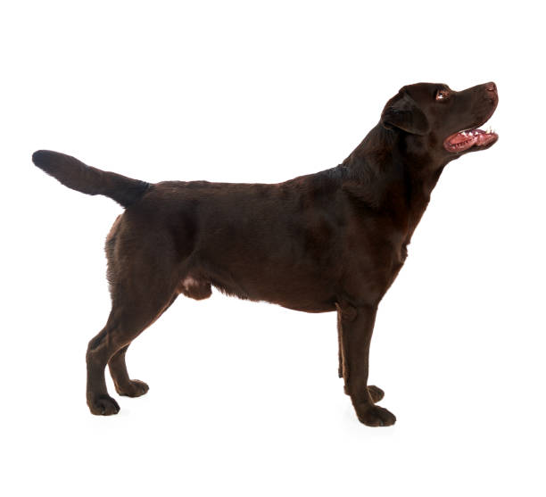 istock Studio shot of Labrador retriever show stance on white background 1140779558