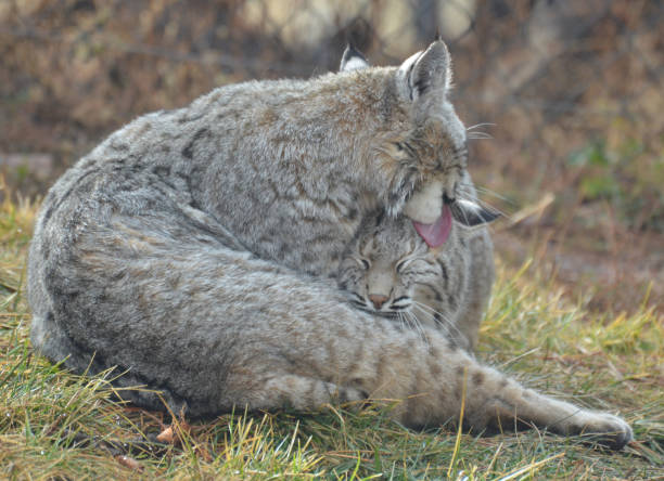 istock Stunning Bobcat in the Wild 1140781974