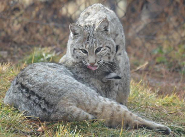 Stunning Bobcat in the Wild