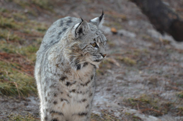 istock Stunning Bobcat in the Wild 1140782123