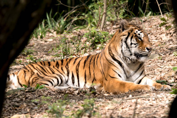 istock tiger resting in a zoo 1140782888
