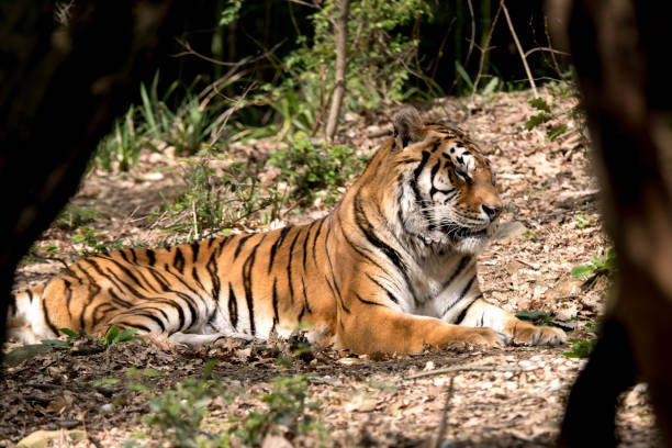 istock tiger resting in a zoo 1140782891