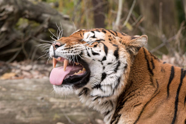 istock tiger resting in a zoo 1140782953