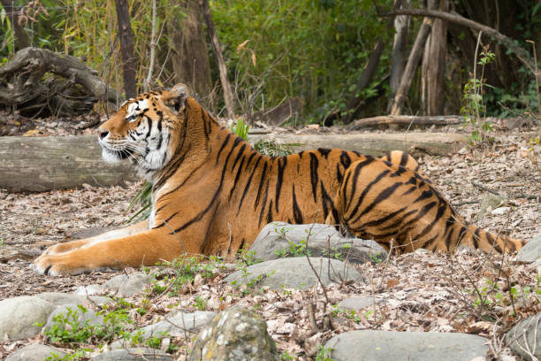 istock tiger resting in a zoo 1140782975