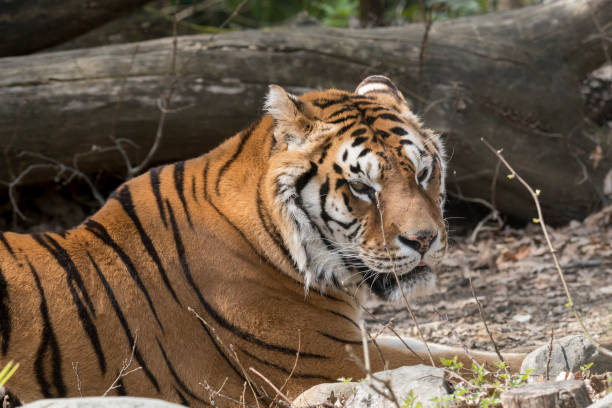istock tiger resting in a zoo 1140782988