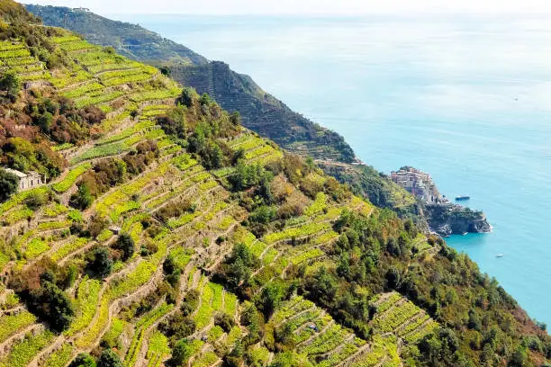 Vineyards and terraces near Riomaggiore, Italy