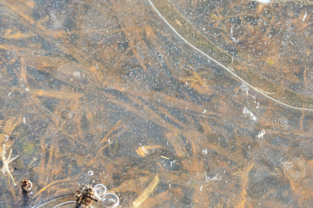 istock Dry grass under transparent ice close up in springtime 1140787339