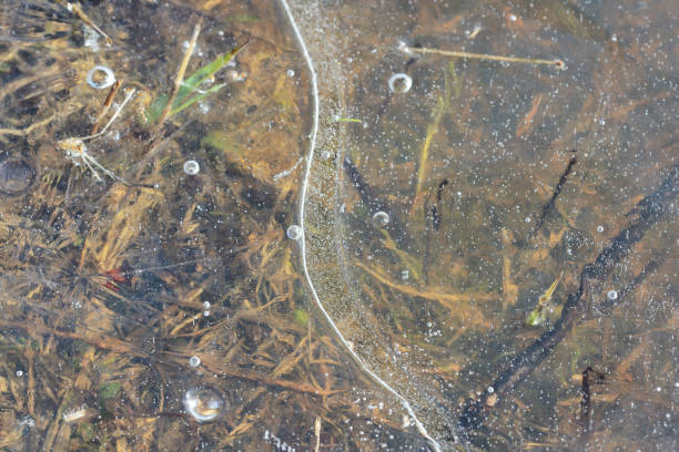 istock Dry grass under transparent ice close up in springtime 1140787345