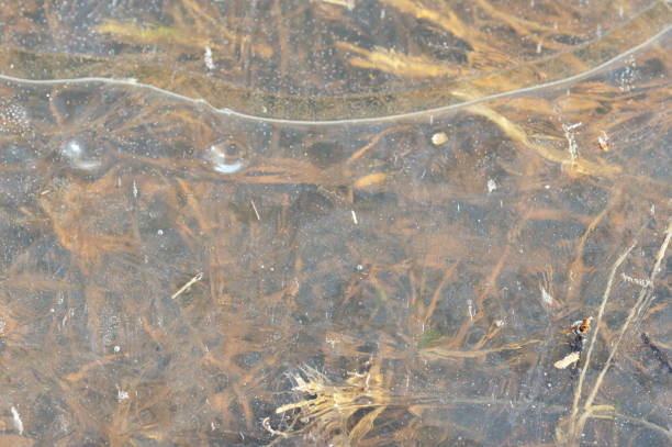 istock Dry grass under transparent ice close up in springtime 1140787357