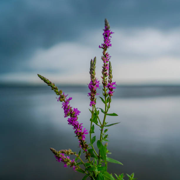 salicaire pourpre de floraison (lythrum salicyaria) sur le fond de l’eau du lac estompée - purple loosestrife photos et images de collection