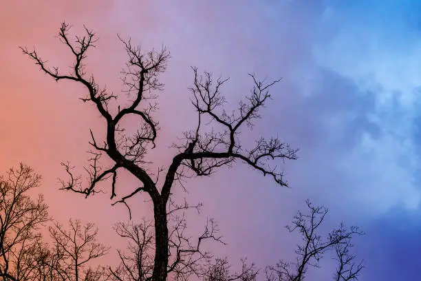Photo of Mysterious dramatic landscape in cold tones - silhouettes of the bare tree branches against color toned cloudy sky