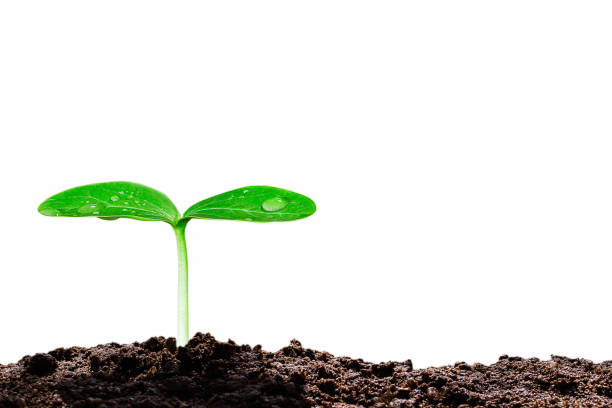 istock Growing green sprout with water drop on white background, environmental concept 1140789819