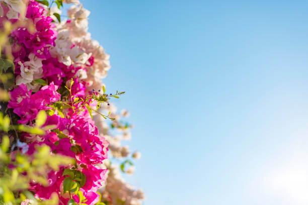 Flower frame, Pink and white blooming bougainvilleas against a nice blue gradient sky background.