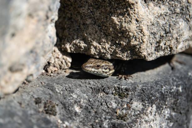 istock Common Wall Lizard Peeking Out From Under Rock 1140790993