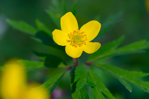 Single flower of yellow wood anemone (Anemone ranunculoides). Close up detail of spring yellow flower blooming in a sunny day of April.