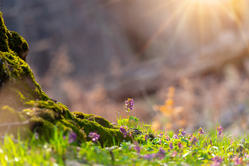 Scenic spring flowers background with magical shinning sun and flowing particles, over a blurred background with soft focus highlights. Natural ladscape backdrop with copy space for cards.