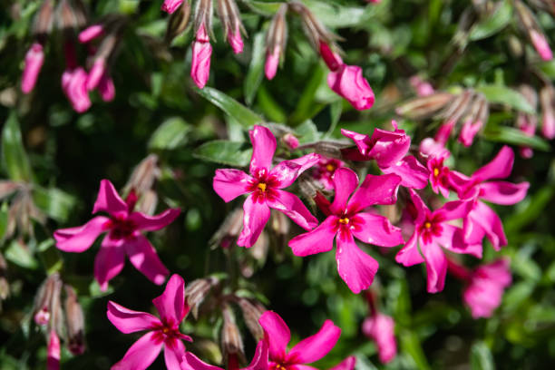 istock Creeping Phlox Flowers in Bloom in Springtime 1140792671