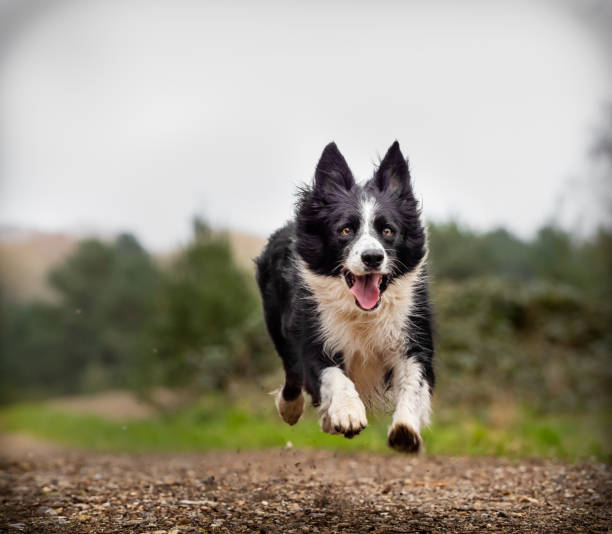 istock border collie running with legs in air like levitation 1140792730