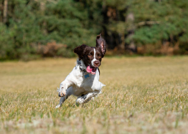 istock single English Springer Spaniels playing 1140792750