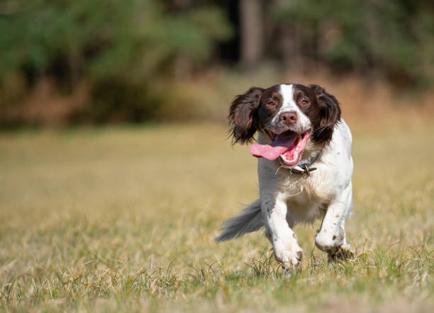 istock happy Springer Spaniel looking at camera with tongue hanging out 1140792781