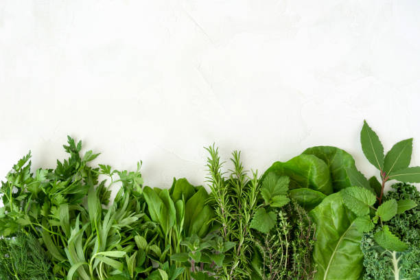 istock fresh green garden herbs and leaves on white background 1140794029