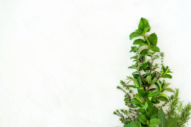 istock fresh green garden herbs  on white background 1140794239