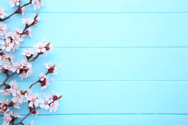 istock Spring blooming branches on blue wooden background with copyspace. 1140794874