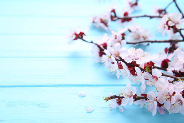 istock Spring blooming branches on blue wooden background with copyspace. 1140794971