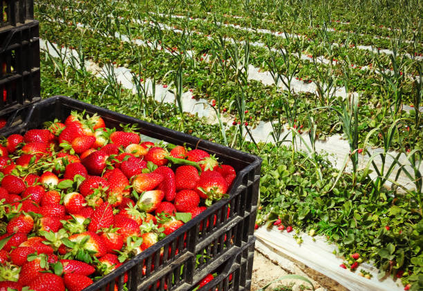 Strawberries in a crate photographed on grass