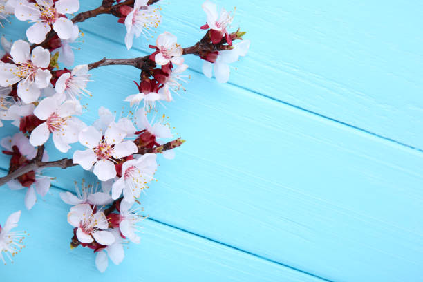 istock Spring blooming branches on blue wooden background with copyspace. 1140794990