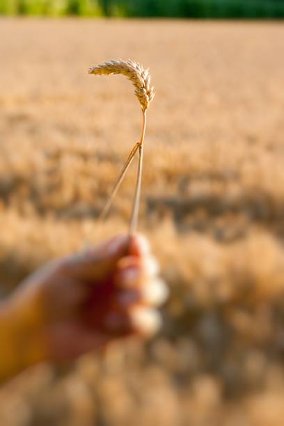 istock Blur background. Ripe wheat ears in the hand won on the wheat fields 1140796868
