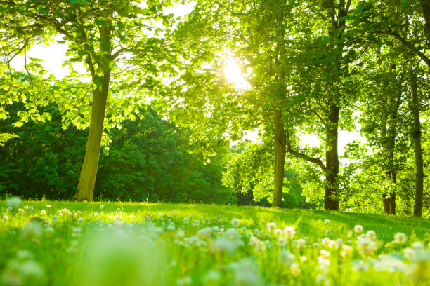 trees and flowers in the garden