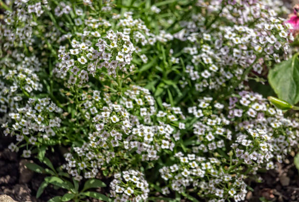 istock flowering bush of flowers 1140797311