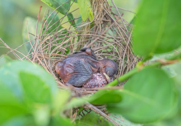 istock Bird egg are in the nest 1140798114