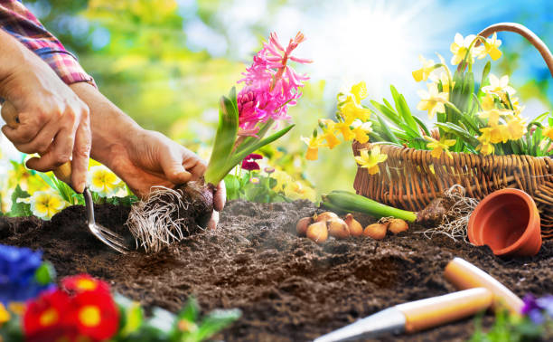 istock Planting spring flowers in the garden 1140799652