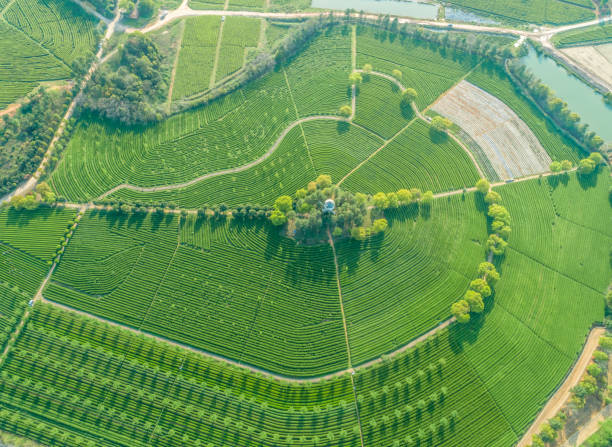 istock Overview of China's Green Tea Gardens 1140800800