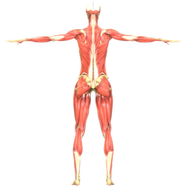 istock Human Body Muscles Anatomy 1140801892