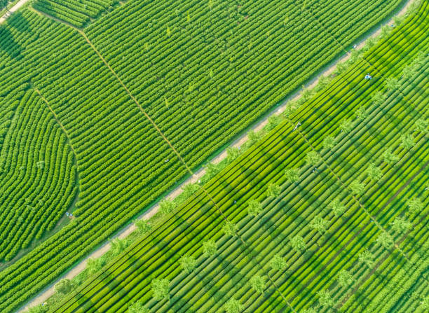 istock Overview of China's Green Tea Gardens 1140801972