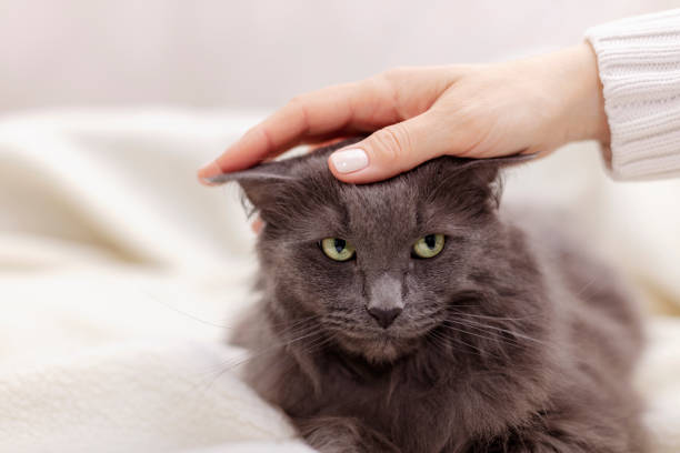 istock Female hand playing with a beautiful gray fluffy cat. 1140802115
