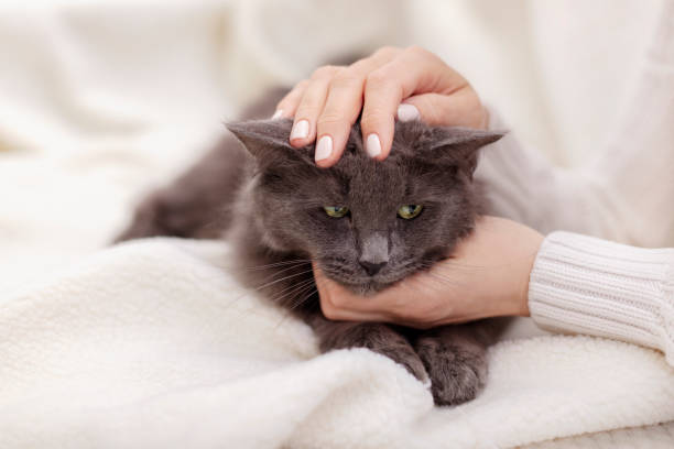 istock Female hand playing with a beautiful gray fluffy cat. 1140802116