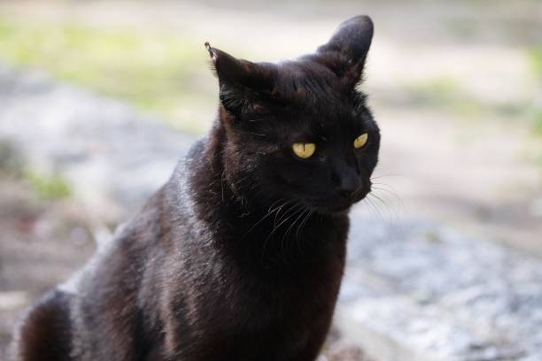 istock street cat crouching on side street in park. 1140802433
