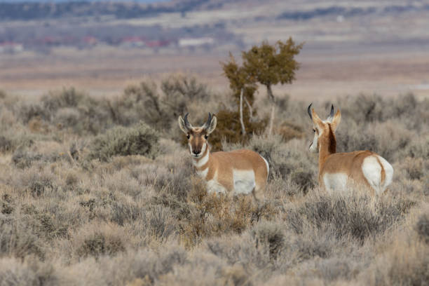 istock Pronghorn Antelope in the Utah Desert 1140804134