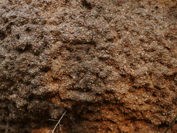 Many termite and termite nests Many termite and termite nests termite mound stock pictures, royalty-free photos & images