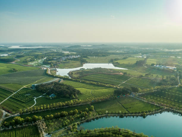 istock Overview of China's Green Tea Gardens 1140804723