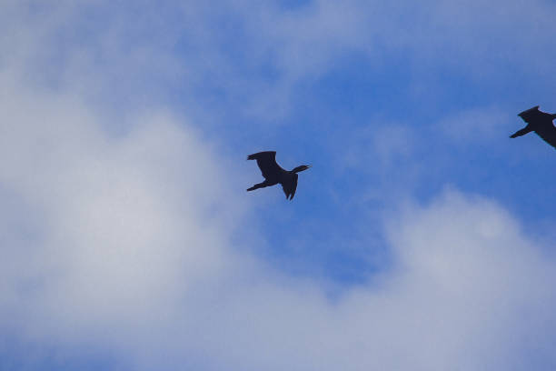 istock Little cormorant flying in the sky 1140805226