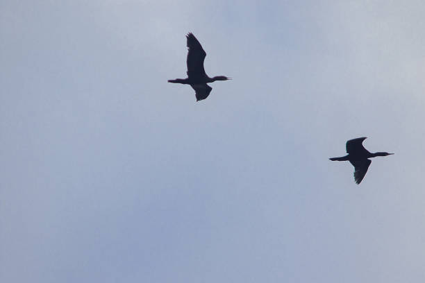 istock Little cormorant flying in the sky 1140805341